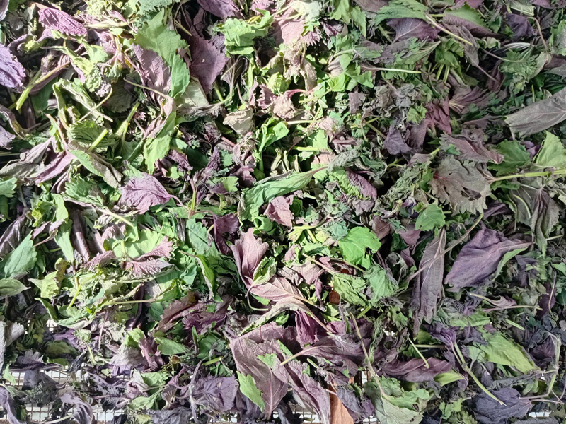 Tía tô khô ÔNG THẮNG - 100G