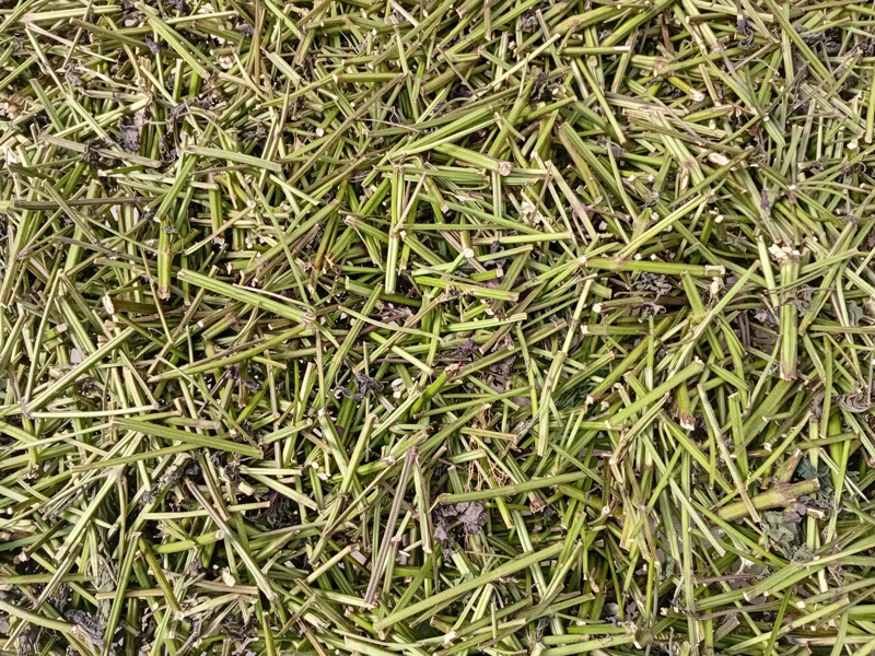 Tía tô khô ÔNG THẮNG – 100G