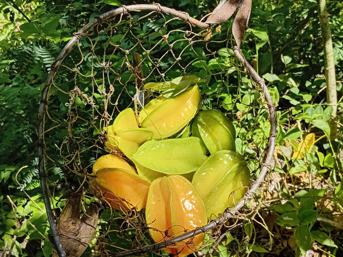 tự ủ nước rửa chén từ khế chua