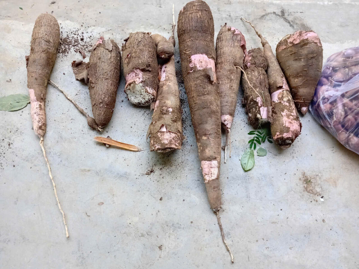 niềm vui khoai mì