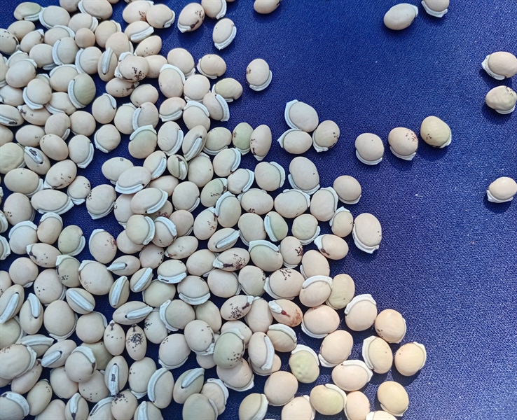 Hạt đậu ván ÔNG THẮNG 500g