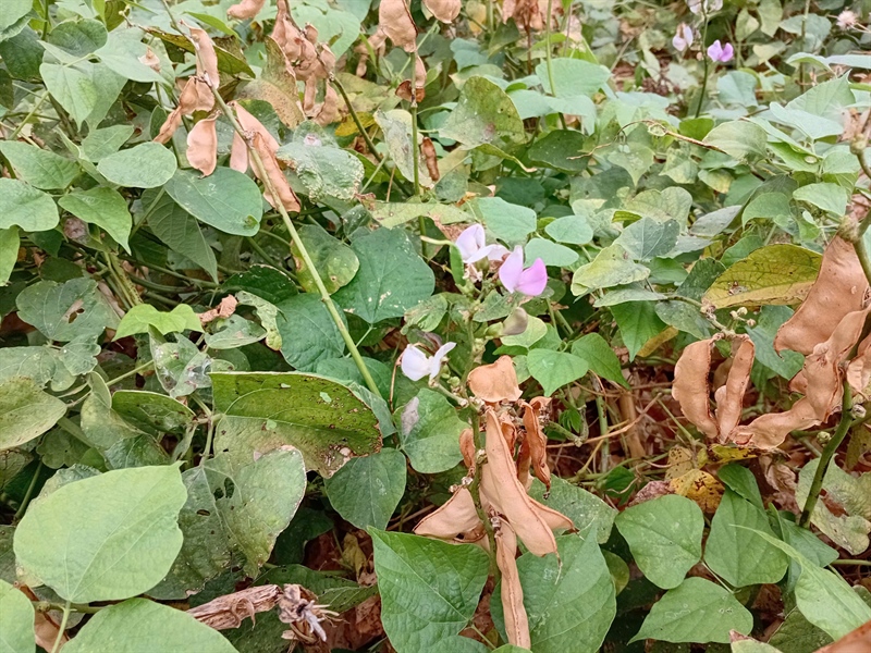 Hạt đậu ván ÔNG THẮNG 500g