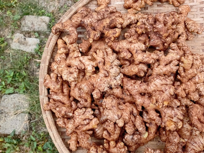 Gừng sẻ cắt lát khô ÔNG THẮNG – 200g