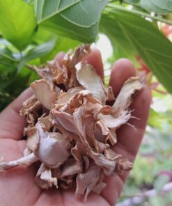 gừng sẻ