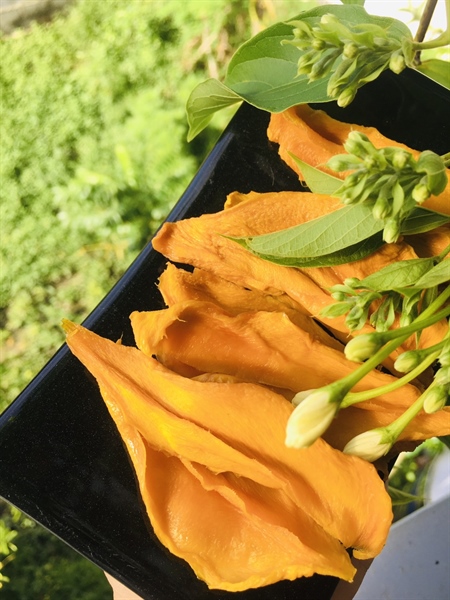Xoài dẻo ÔNG THẮNG