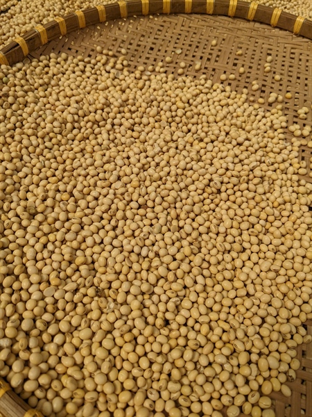 Hạt đậu nành ÔNG THẮNG – 500G