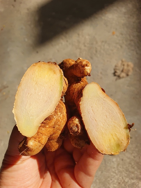 Bột gừng sẻ ÔNG THẮNG – 200g