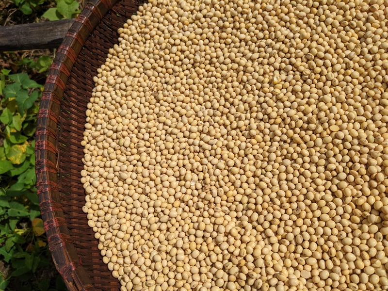 Hạt đậu nành ÔNG THẮNG – 500G