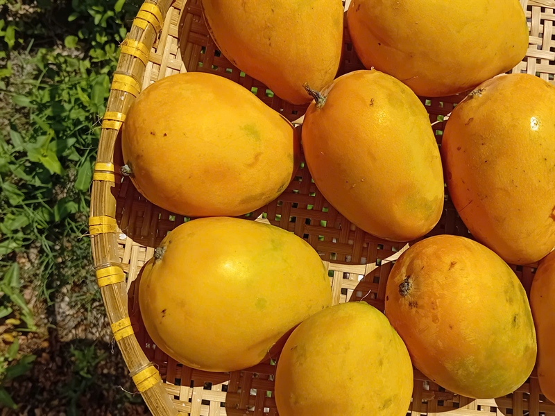 Kẹo xoài ÔNG THẮNG – 300G