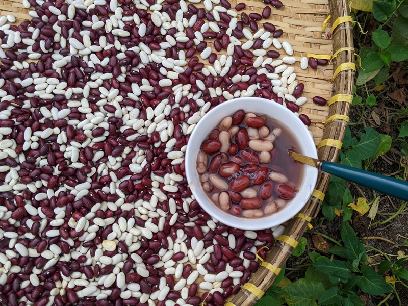 Đậu lùn ÔNG THẮNG – 500g