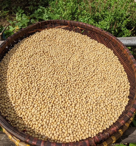 Hạt đậu nành ÔNG THẮNG – 500G