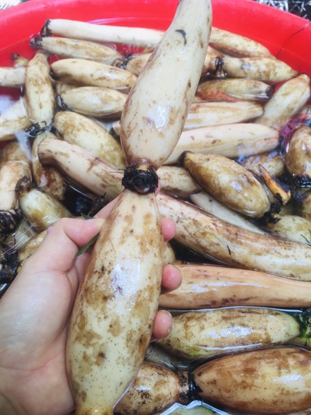 Trà củ sen ÔNG THẮNG – 150g